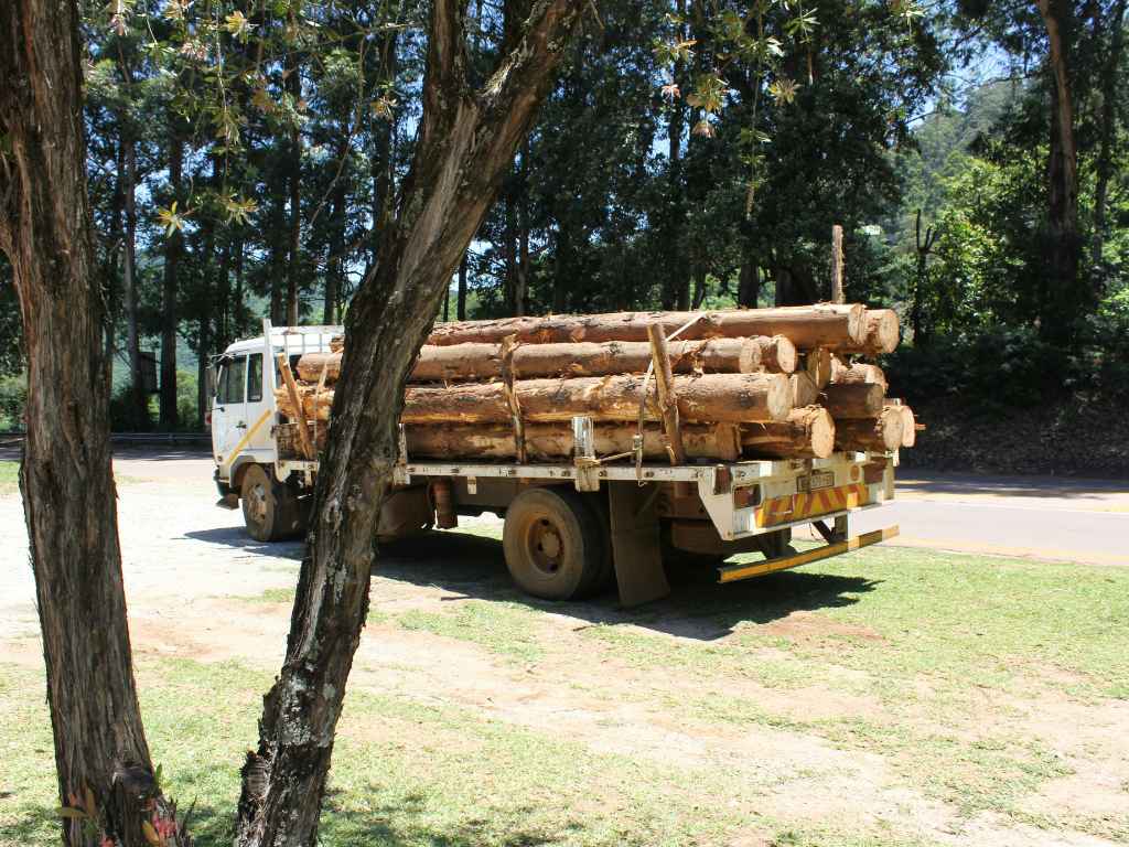 tree removal Meriden CT