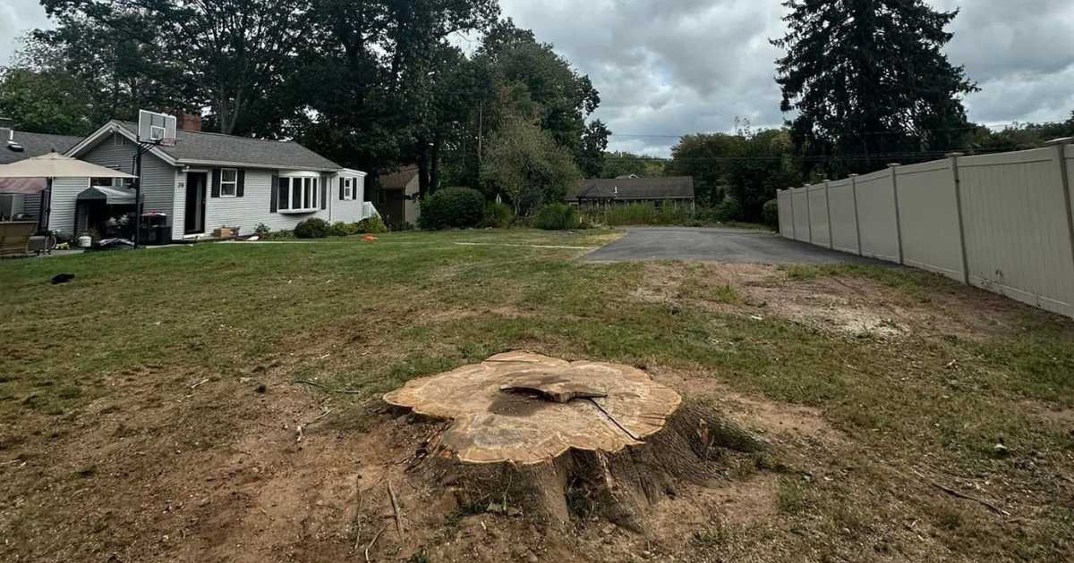 How Tree & Stump Removal Keeps Your Yard Clean & Safe