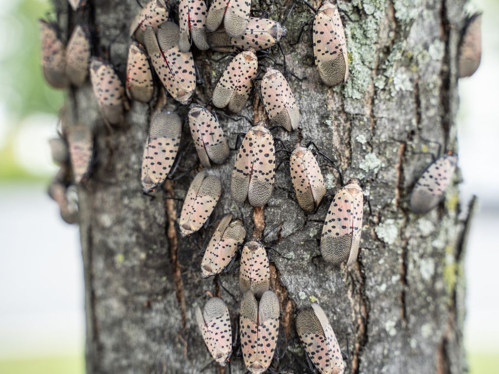 spotted lantern fly Connecticut