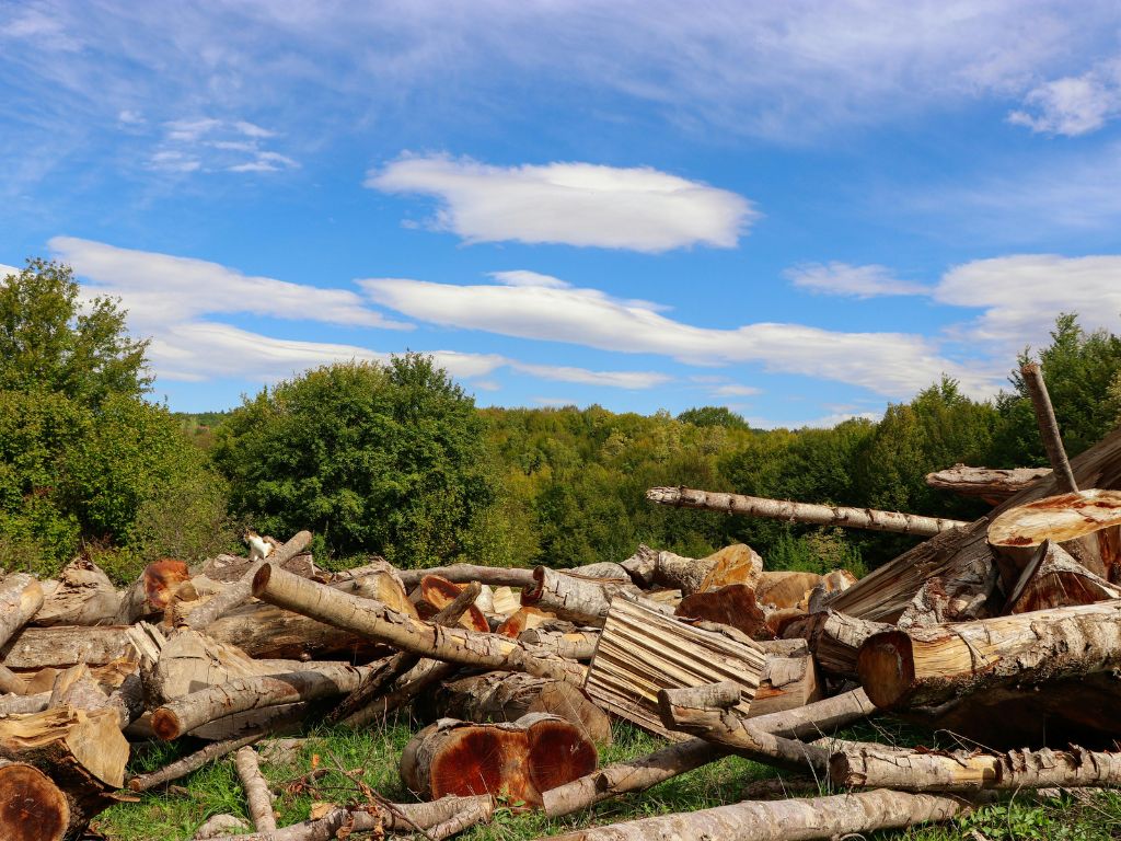 tree removal Burlington