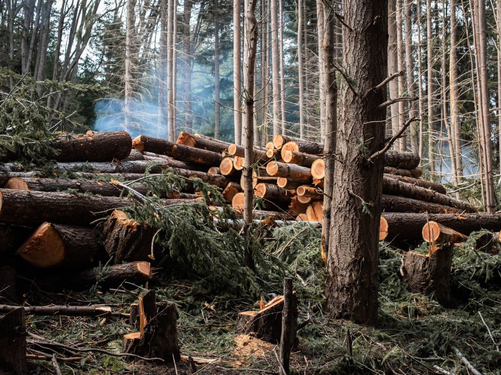 tree removal Burlington