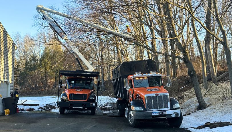 Emergency Tree Removal Cheshire CT