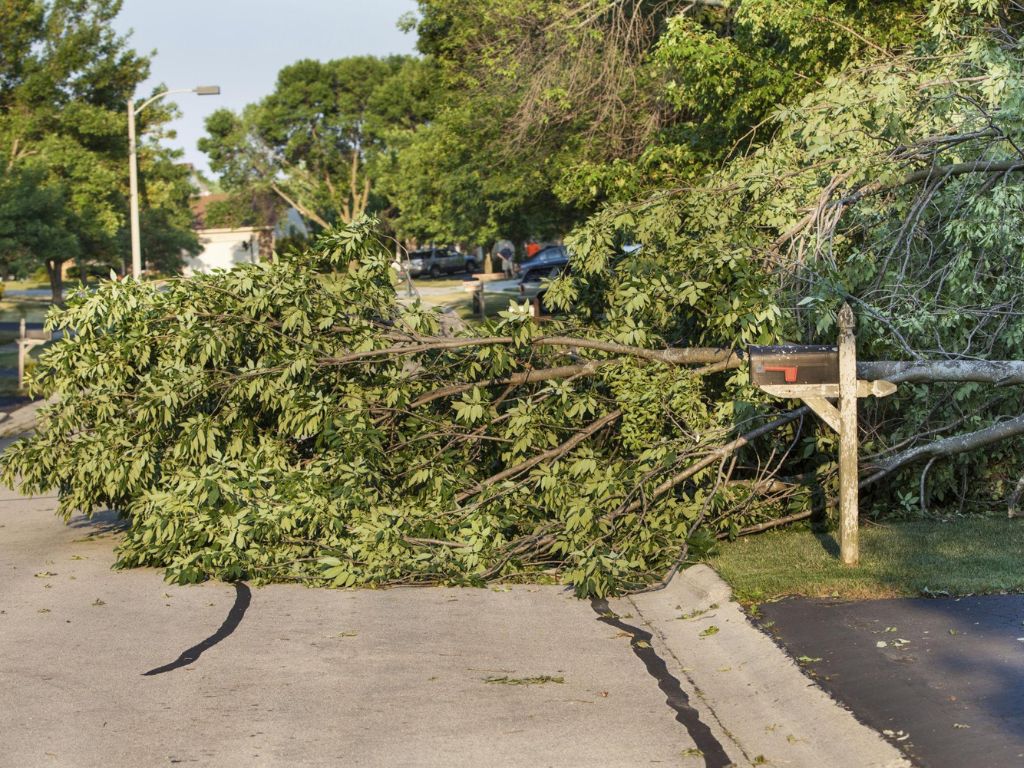 city of Burlington tree removal