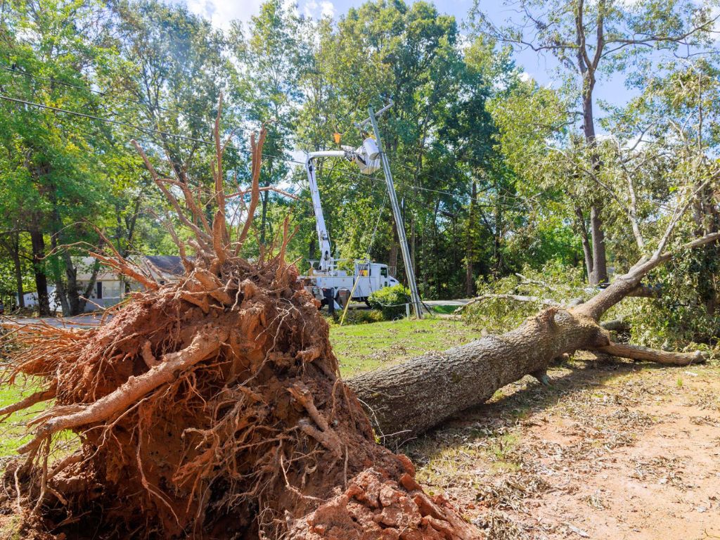 city of Burlington tree removal