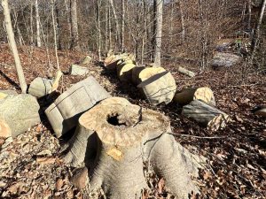 tree removal Meriden