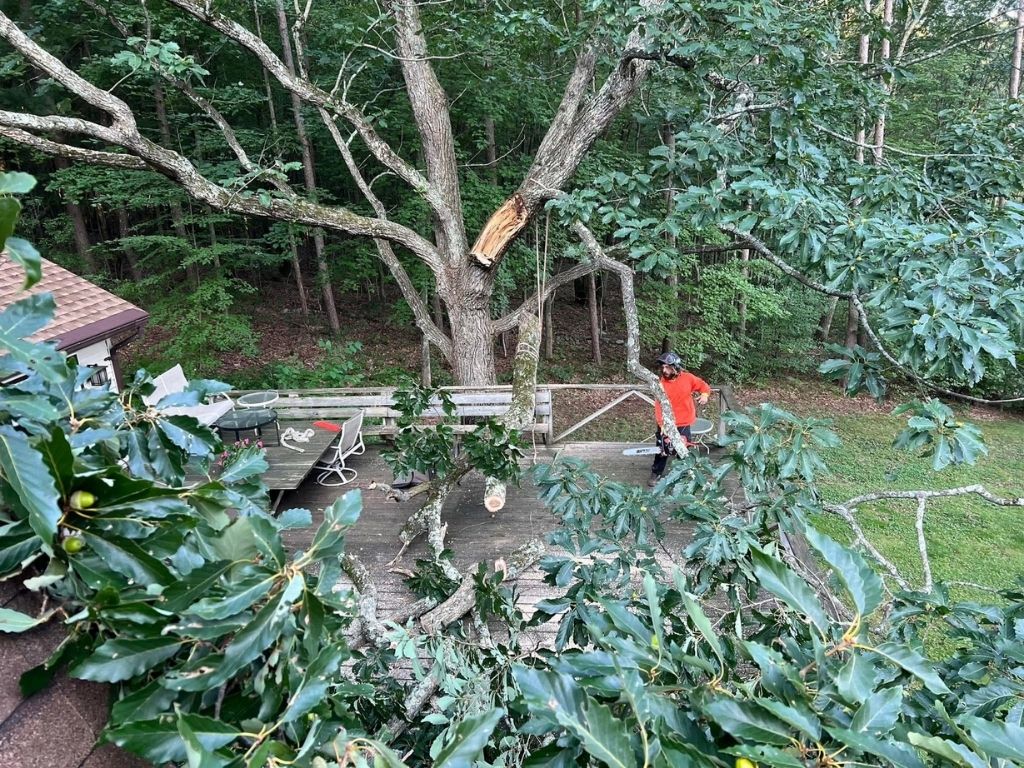 city of Burlington tree removal