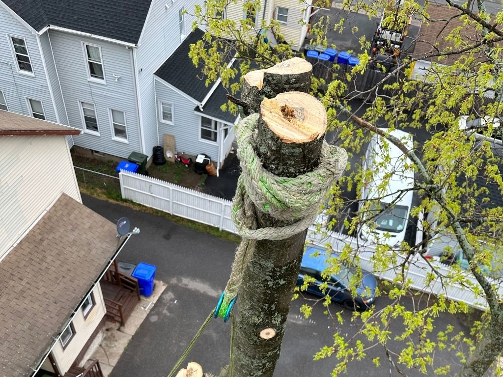 city of Burlington tree removal